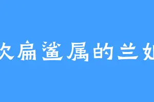 喜欢扁鲨属的兰姐儿