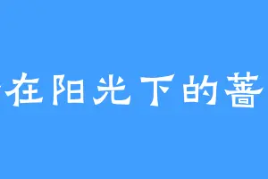 沐浴在阳光下的蔷薇花