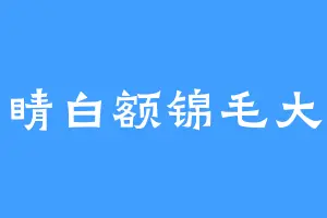吊睛白额锦毛大猫