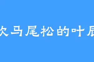 喜欢马尾松的叶辰然